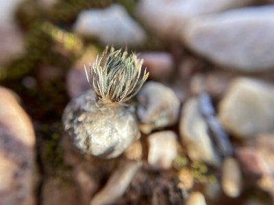 Nicipe sardienii, photographed by Matt Berger