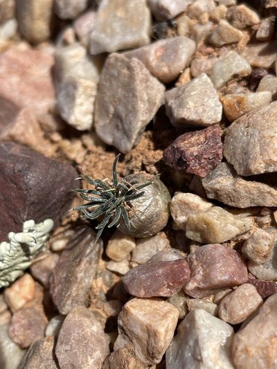 Nicipe sardienii, photographed by Matt Berger