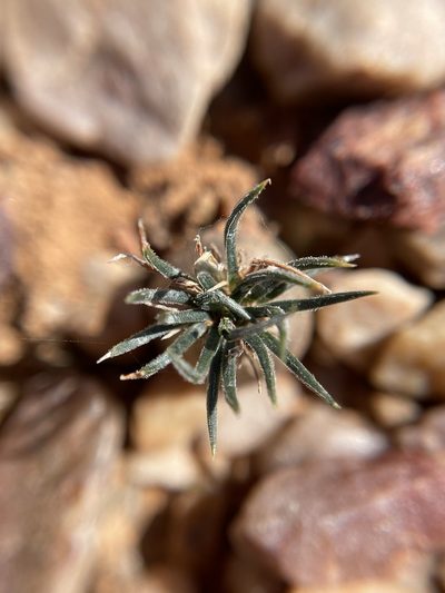 Nicipe sardienii, photographed by Matt Berger