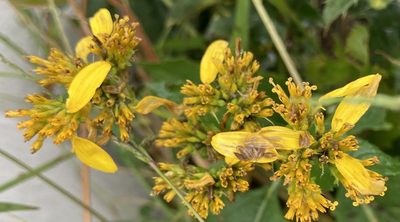 Verbesina occidentalis, photographed by Jessica Precht