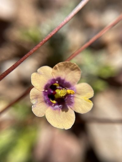 Diascia bicolor, photographed by Matt Berger