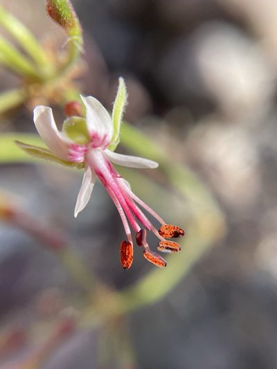 Pelargonium laxum, photographed by Matt Berger
