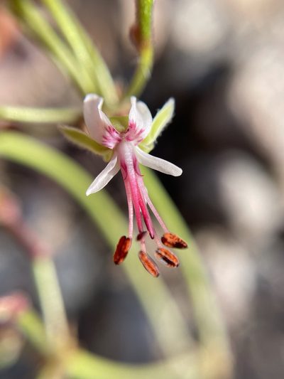 Pelargonium laxum, photographed by Matt Berger