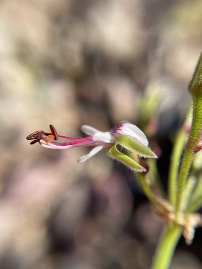 Pelargonium laxum, photographed by Matt Berger