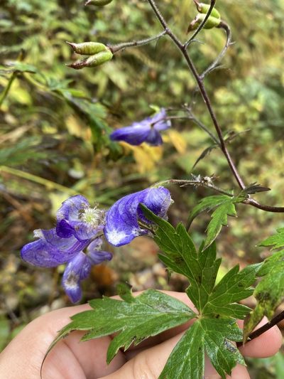 Aconitum degenii, photographed by Caleb Catto