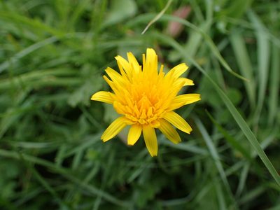 Leontodon hispidus, photographed by Juraj Ahel