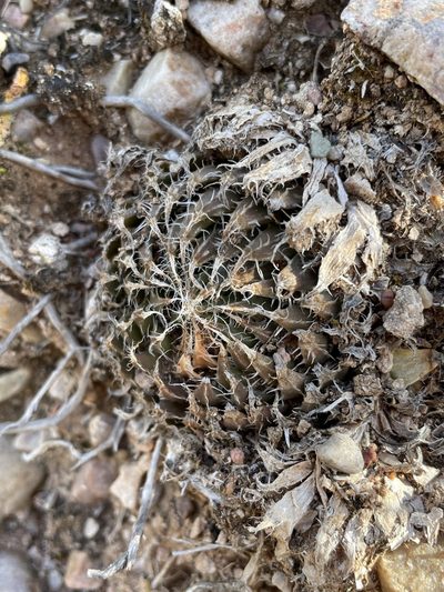 Haworthia arachnoidea, photographed by Matt Berger