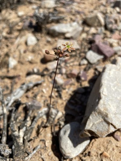Austronea vermiformis, photographed by Matt Berger