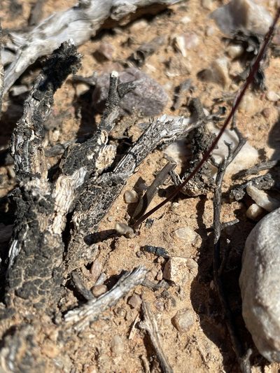 Austronea vermiformis, photographed by Matt Berger