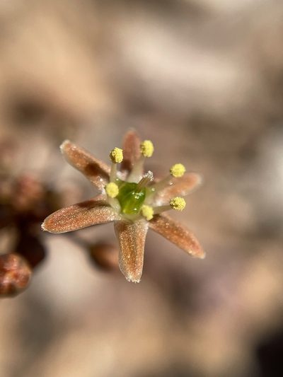 Austronea vermiformis, photographed by Matt Berger