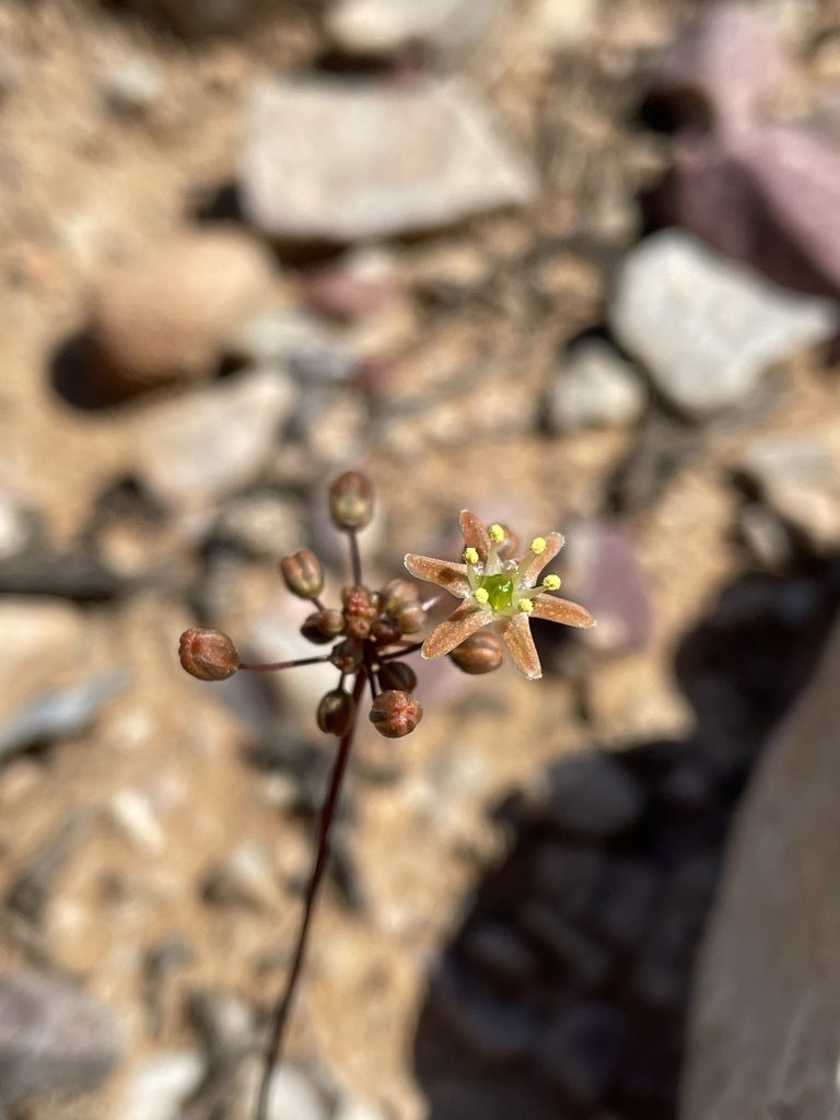Austronea vermiformis, photographed by Matt Berger