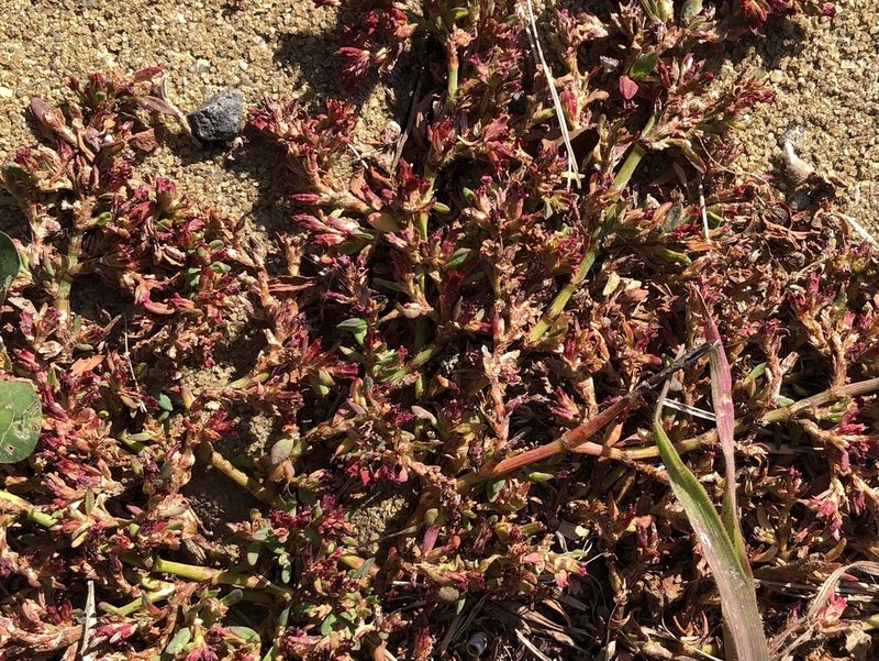 Polygonum arenastrum, photographed by Pavel Kacl