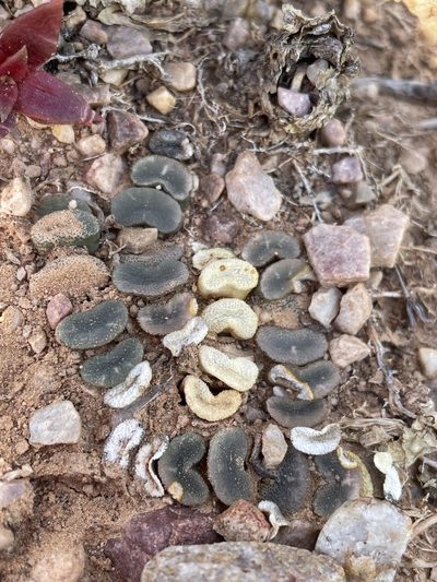 Haworthia truncata, photographed by Matt Berger