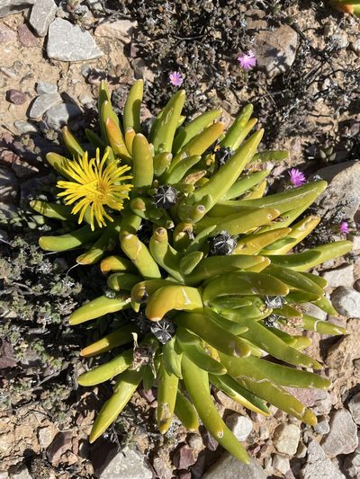 Glottiphyllum regium, photographed by Matt Berger