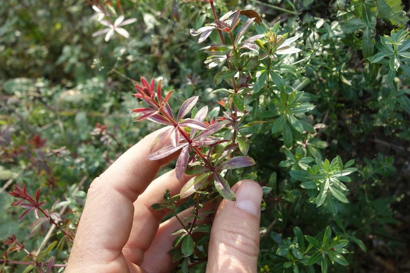Galium rivale, photographed by Aleksei Baushev