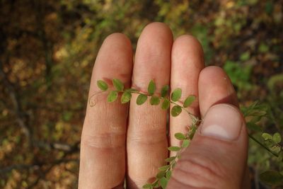 Vicia sylvatica, photographed by Aleksei Baushev