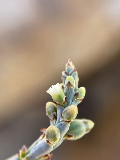 Thesium flexuosum, photographed by Matt Berger
