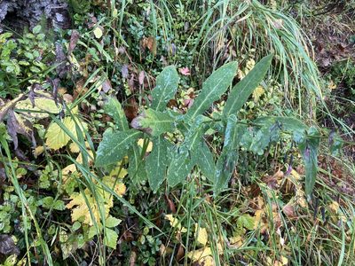 Prenanthes purpurea, photographed by Caleb Catto