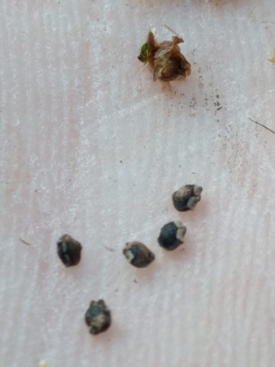 Rhynchospora eximia, photographed by Scott Ward