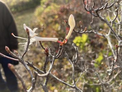 Rhododendron viscosum, photographed by Jake McCumber