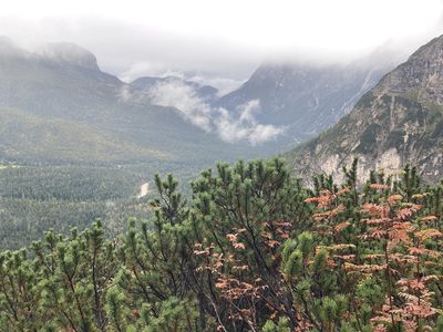 Pinus mugo, photographed by Caleb Catto