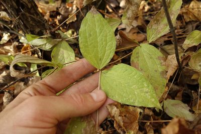 Clematis integrifolia, photographed by Aleksei Baushev