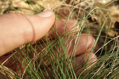 Festuca valesiaca, photographed by Aleksei Baushev