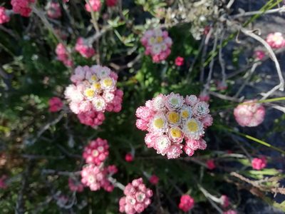 Helichrysum felinum, photographed by AdventureLisa