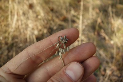 Allium oleraceum, photographed by Aleksei Baushev