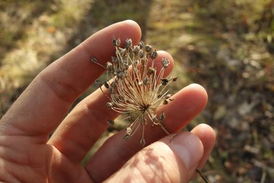 Allium rotundum, photographed by Aleksei Baushev
