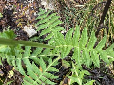 Cirsium erisithales, photographed by Caleb Catto