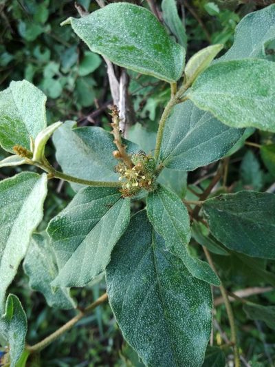 Croton adspersus, photographed by Guillermo Huerta Ramos