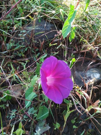 Ipomoea emetica, photographed by Guillermo Huerta Ramos
