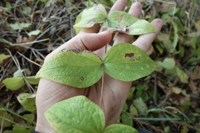 Clematis integrifolia, photographed by Aleksei Baushev