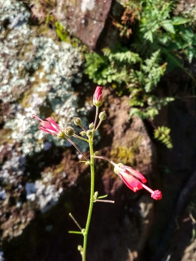 Periptera punicea, photographed by Guillermo Huerta Ramos