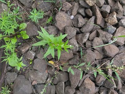 Epilobium pseudorubescens, photographed by Dmitriy Bochkov