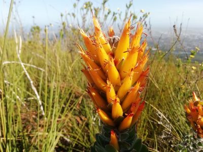 Mimetes pauciflorus, photographed by AdventureLisa