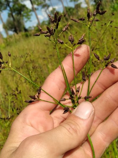 Rhynchospora nitens, photographed by Scott Ward