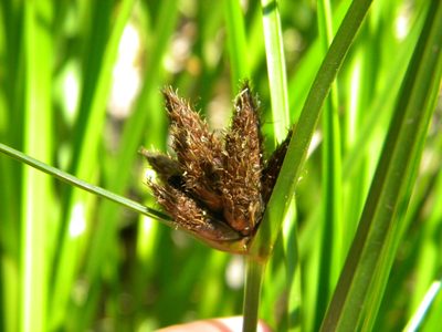 Bolboschoenus maritimus, photographed by Tim Kirsten