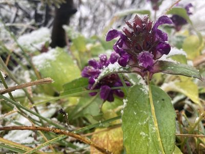 Prunella grandiflora, photographed by Caleb Catto