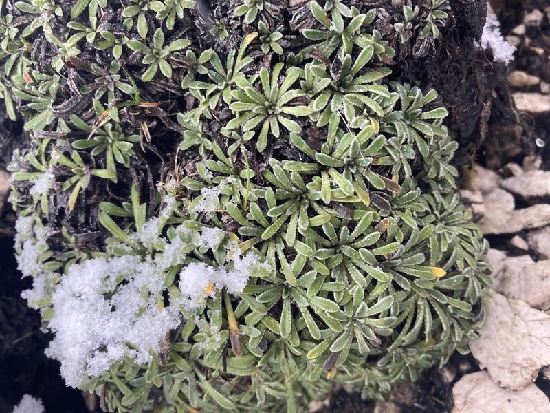 Saxifraga crustata, photographed by Caleb Catto