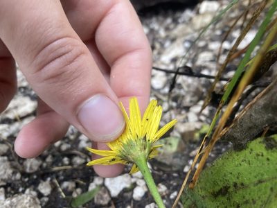 Buphthalmum salicifolium, photographed by Caleb Catto