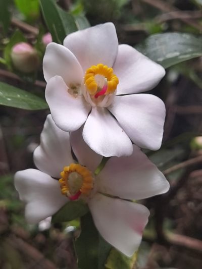 Blakea gracilis, photographed by Eduardo Chacón Madrigal