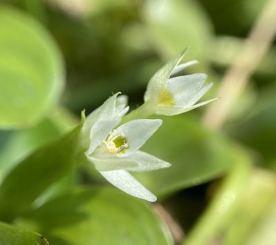 Heteranthera reniformis, photographed by Zihao Wang