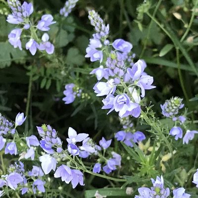 Veronica dalmatica, photographed by Dag Endresen
