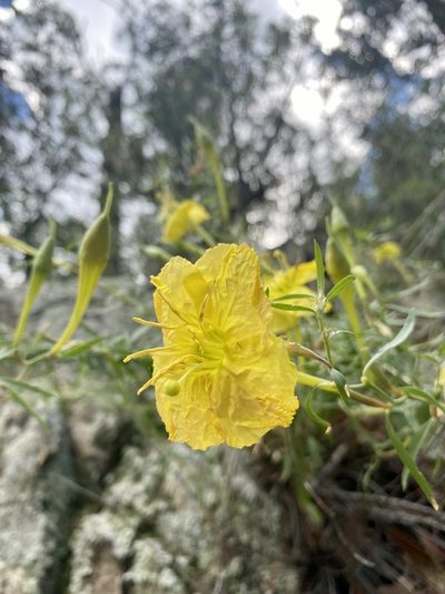 Oenothera toumeyi, photographed by Patrick Cox