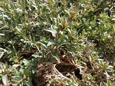 Atriplex cinerea, photographed by Paul Bell-Butler