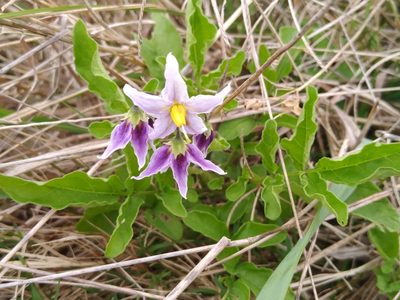 Solanum commersonii, photographed by Adriana Machado