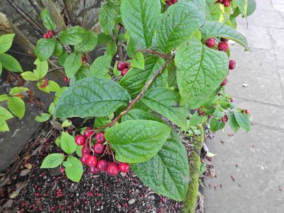 Cotoneaster rehderi, photographed by Susan Marley