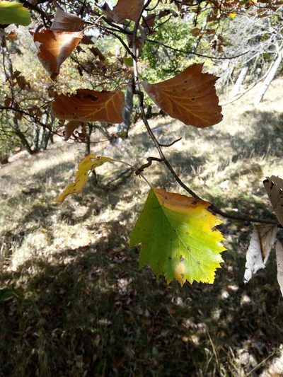Karpatiosorbus rhodanthera, photographed by Vladimír Fuka